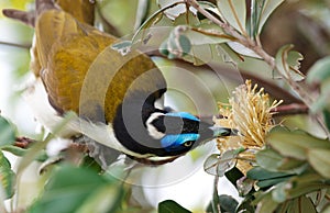 A Blue Faced Honeyeater