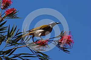 Blue-faced Honeyeater