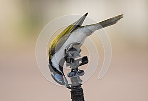 Blue faced honeyeater