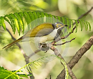 blue-faced honeyeater (Entomyzon cyanotis), also colloquially known as the bananabird