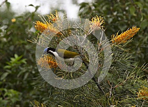 Blue faced honeyeater feasting on flowering grevillias