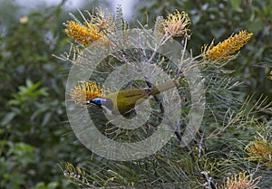 Blue faced honeyeater feasting on flowering grevillias