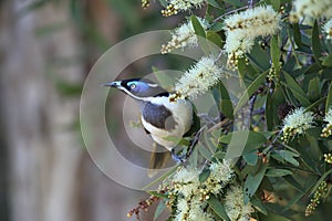 Blue-Faced Honeyeater Queensland Australia