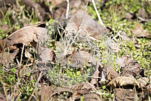 Blue-Faced Meadowhawk Dragonfly