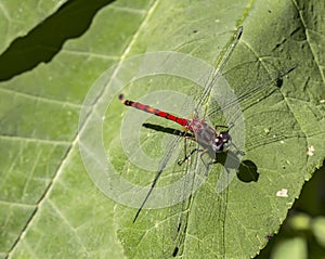 Blue-faced Meadowhawk photo