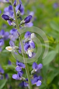 Blue false indigo