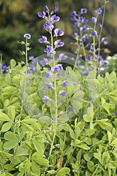 Blue False Indigo