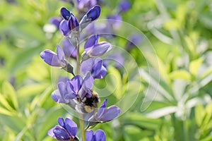 Blue false indigo Baptisia australis, blue-purple flower and bumblebee