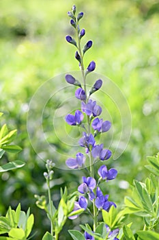 Blue false indigo Baptisia australis, raceme with blue-purple, pea-like flowers