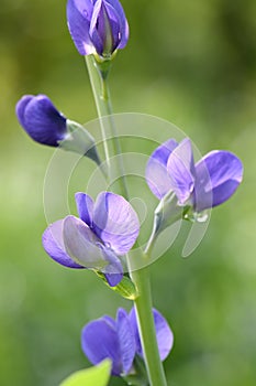 Blue false indigo Baptisia australis, stunning blue-purple, pea-like flowers