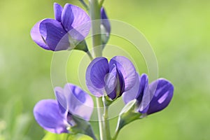 Blue false indigo Baptisia australis, stunning blue-purple, pea-like flowers in close-up