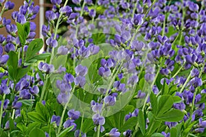 Blue False Indigo on a cloudy day