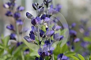 Blue false indigo, field full of flowers