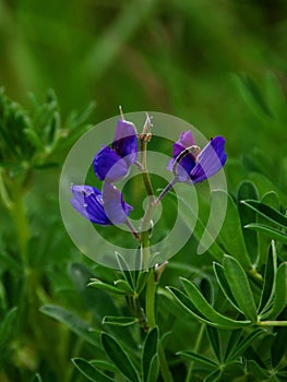 Blue false indigo flower was blooming in Iceland.