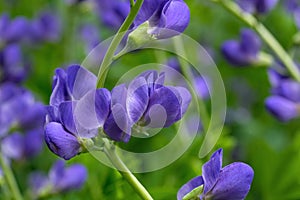 Blue false indigo known as blue wild indigo on a cloudy day in the garden.