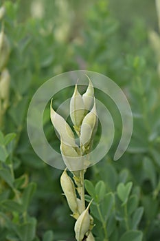 Blue false indigo