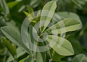 Blue false indigo, trifoliate leaf close-up