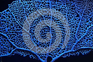 Blue fan shaped coral photo