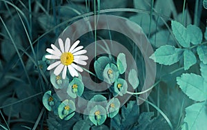 Blue fantasy daisy and grass summer background