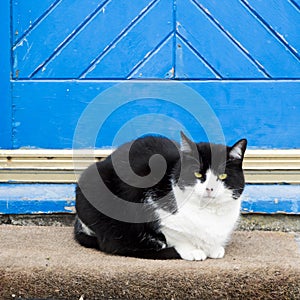 Blue farmhouse door, cat in front