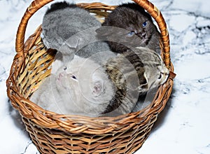 Blue, fawn, brown and taby kittens in a basket