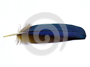 Blue Feather