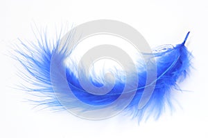 Blue feather