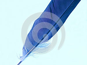 Blue feather photo