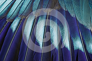 Blue feather background.