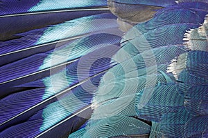 Blue feather background.