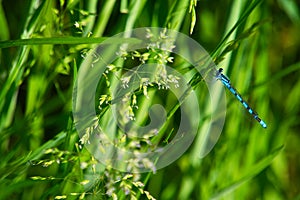 blue feather dragonfly clings to a green stalk