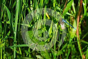 blue feather dragonfly clings to a green stalk