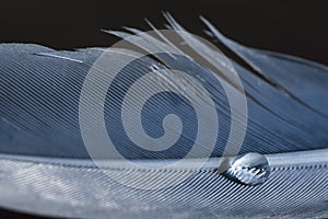 Blue feather with drop