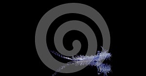 Blue Feather Falls Slowly