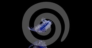 Blue Feather Falls Slowly