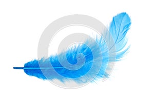 Blue feather. isolated