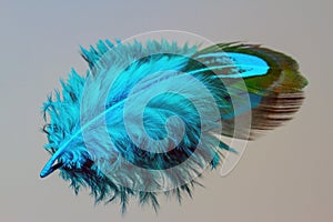 Blue Feather over grey background