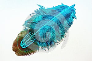 Blue Feather over white background