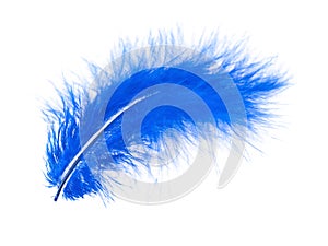 Blue feather on white