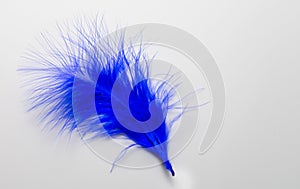 Blue feather isolated on white background. Copy space.