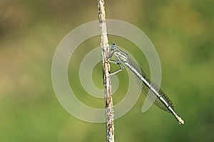 Blue featherleg damselfy