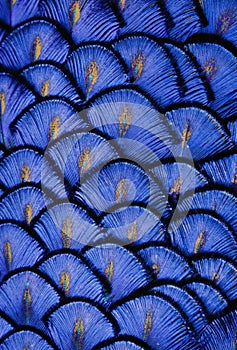 Blue Feathers