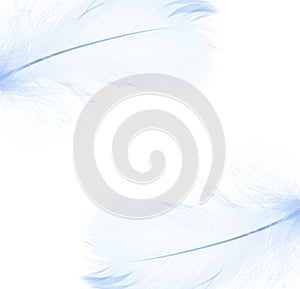 Blue  feathers in a corners on white