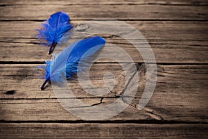 the blue feathers on old wooden background