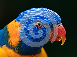 A blue feathers on the parrot head