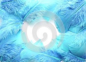 Blue feathers on white background. Beautiful creative frame with space for text. Background.