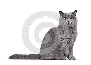 Blue female British Shorthair cat on white