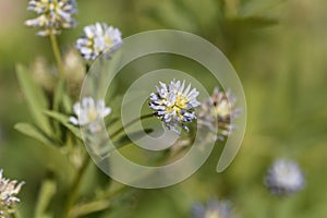 Blue fenugreek Trigonella caerulea