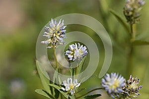 Blue fenugreek Trigonella caerulea