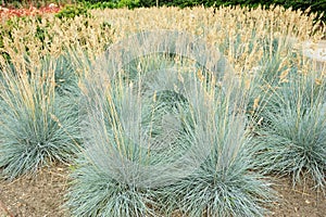Blue fescue